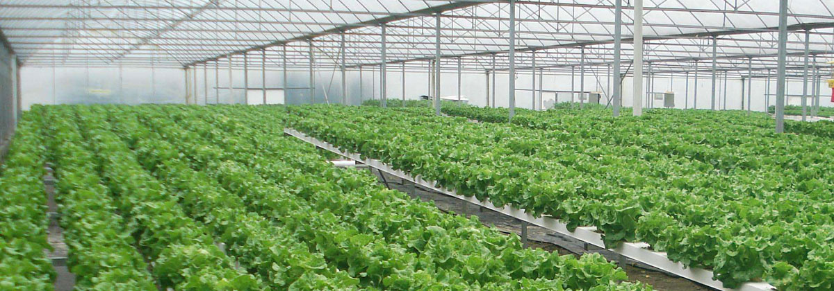 1627374722931987.jpg 1627374722931987.jpg